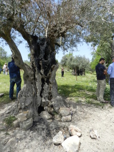 רחבת הבריכה בגבעון